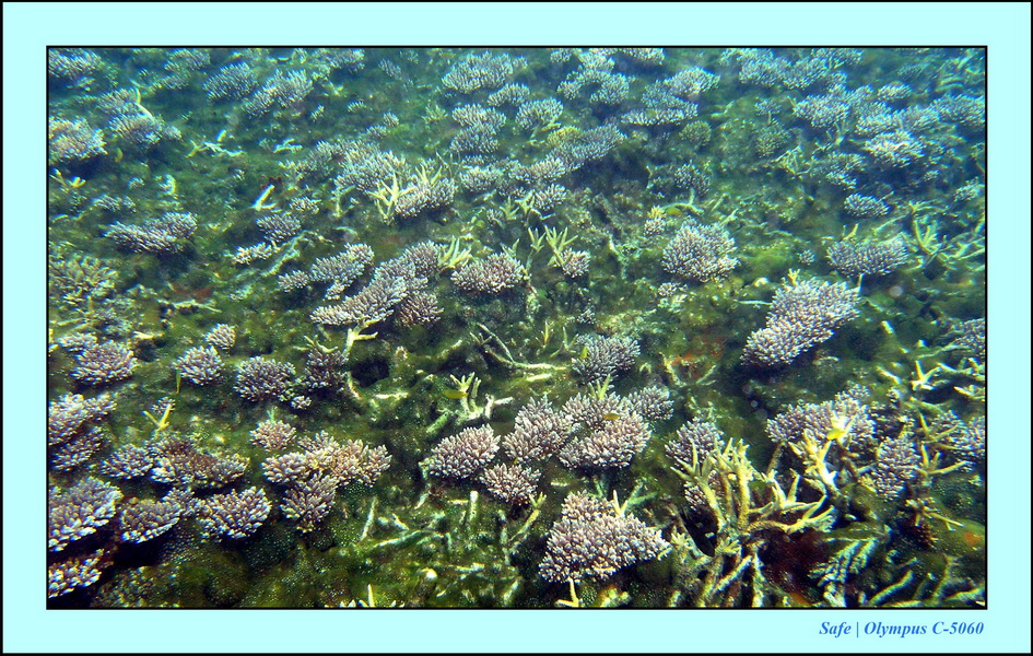 2005 - 08 - Redang  - 055.JPG